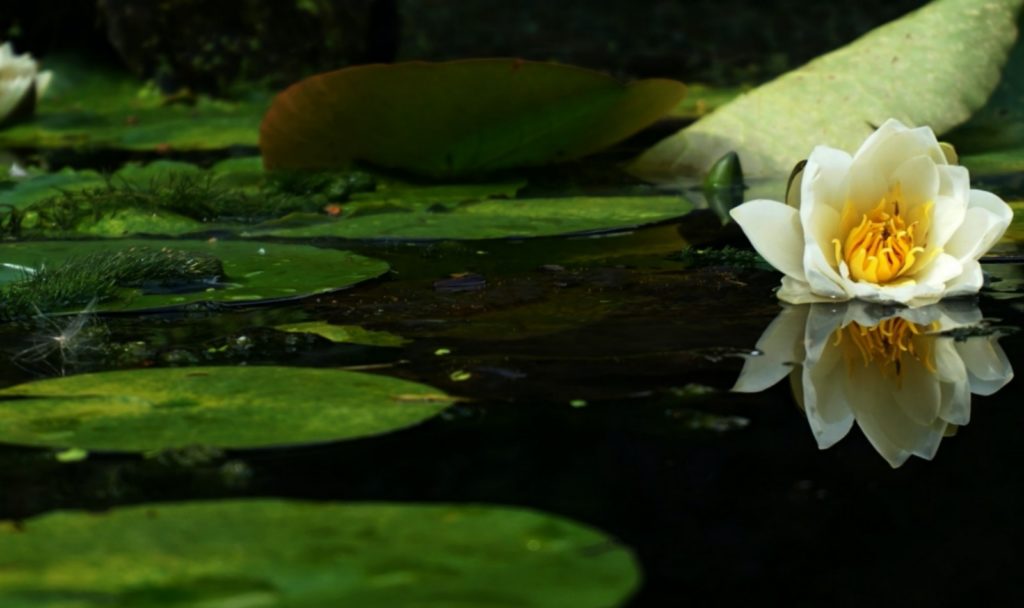 Teichsauger für kleine Teiche