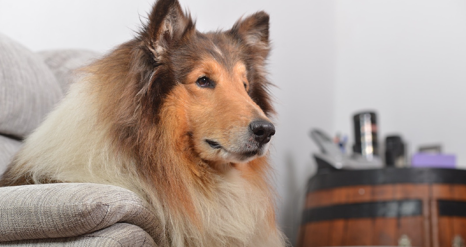 Saugwischer gegen Hundehaare