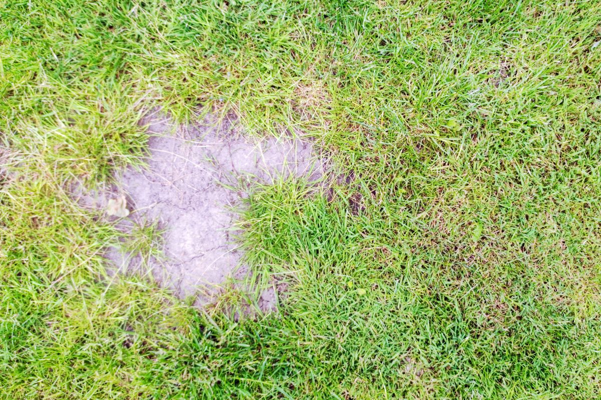 Mähroboter macht Löcher in Rasen